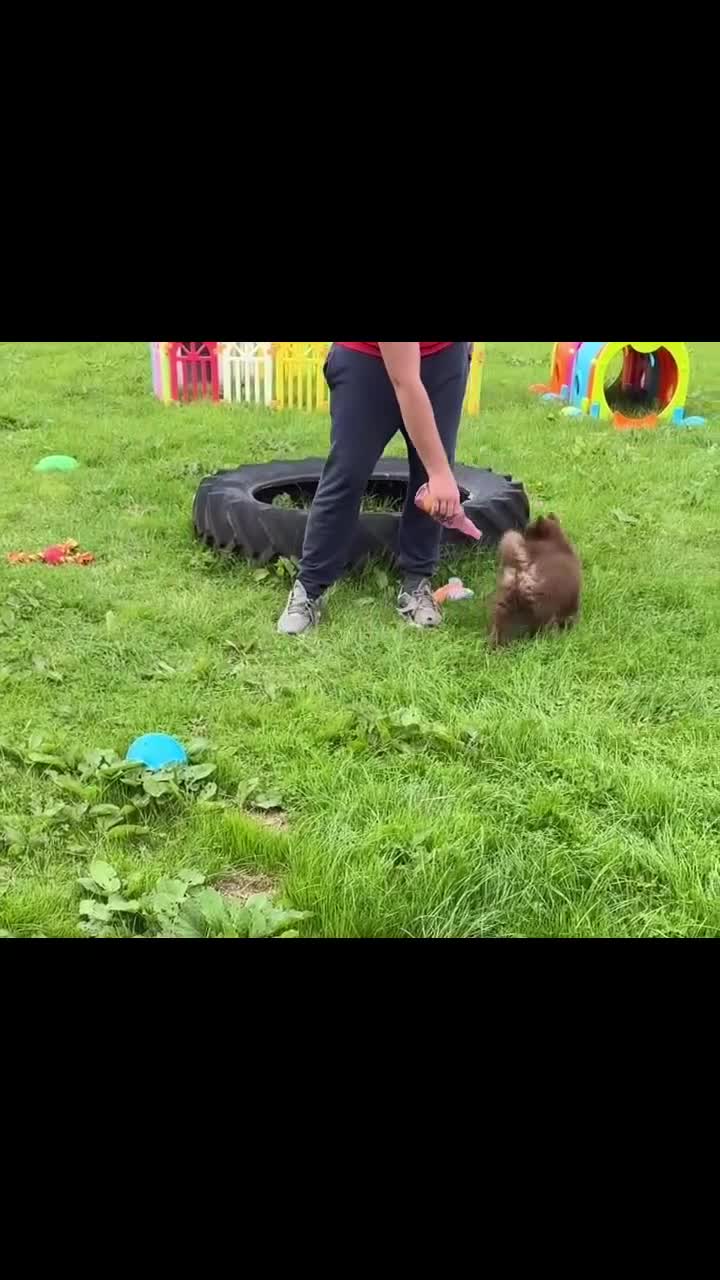 Chow Chow dogs for sale: Exotic colour chowsky puppies for sale  - Video 1