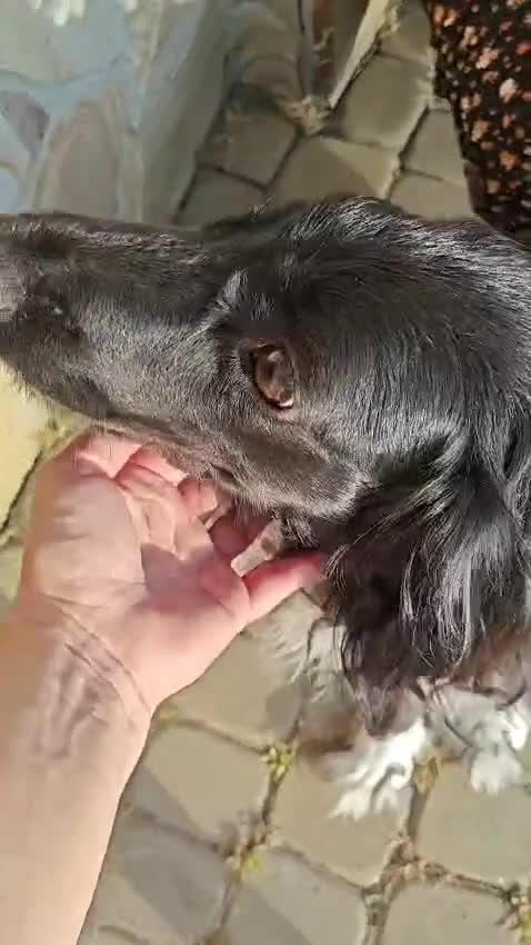 Cocker Spaniel dogs for adoption: 💖🐶 MIKA 🐶💖 - Video 1
