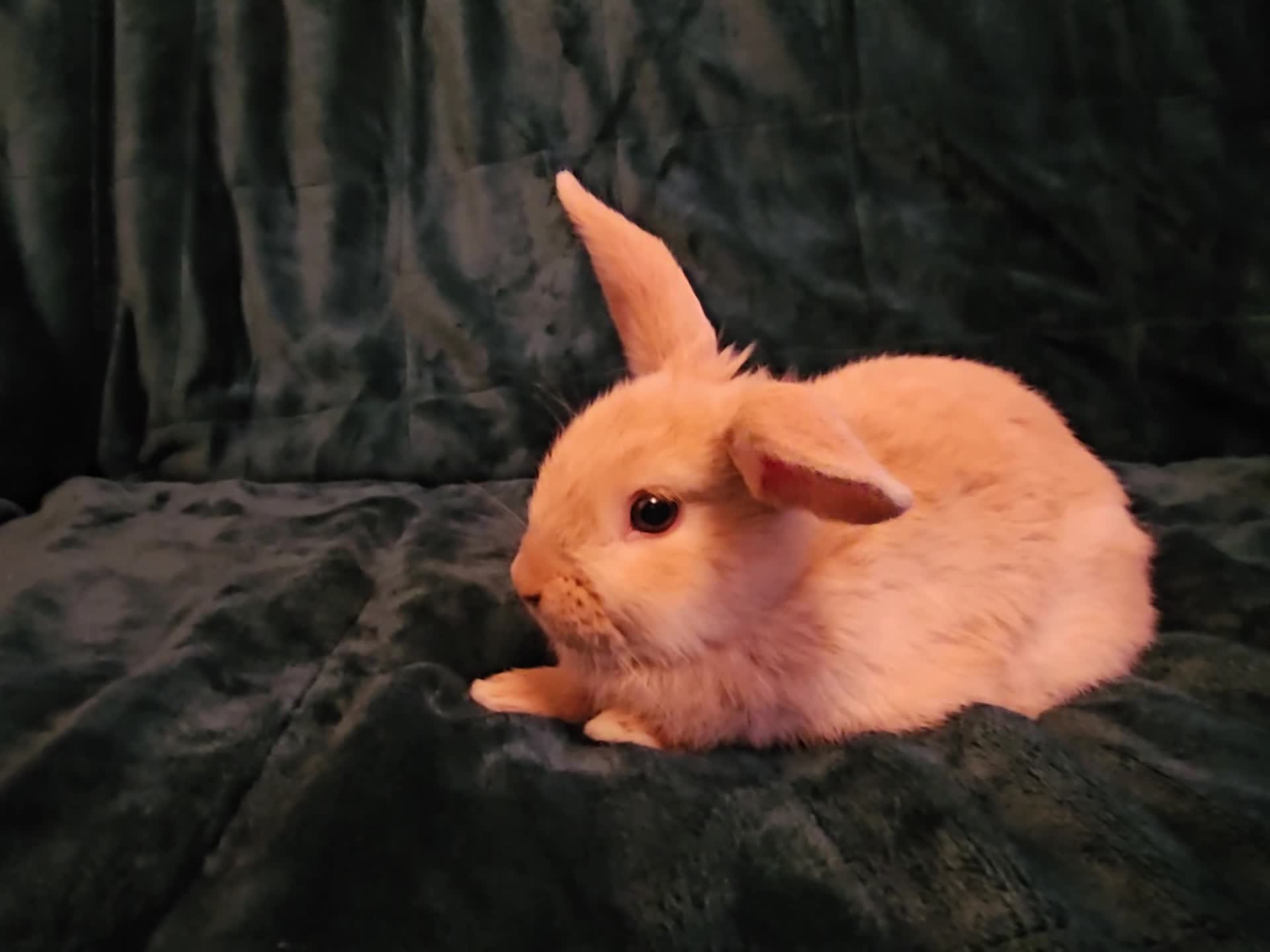 Mixed Breed rabbits for sale: 3 baby bunnies ready for their forever home - Video 2
