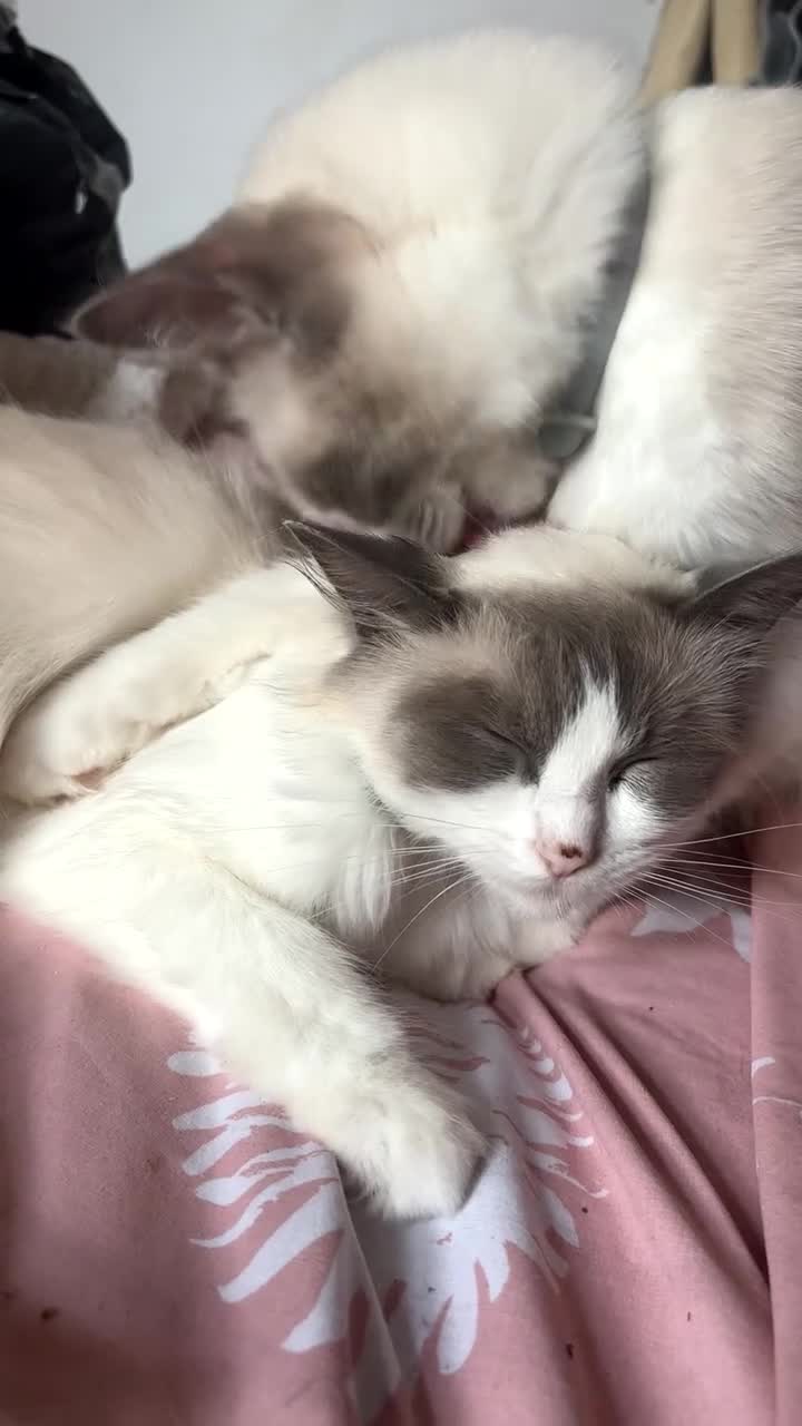 Ragdoll cats for sale: Cleo the ragdoll  - Video 2