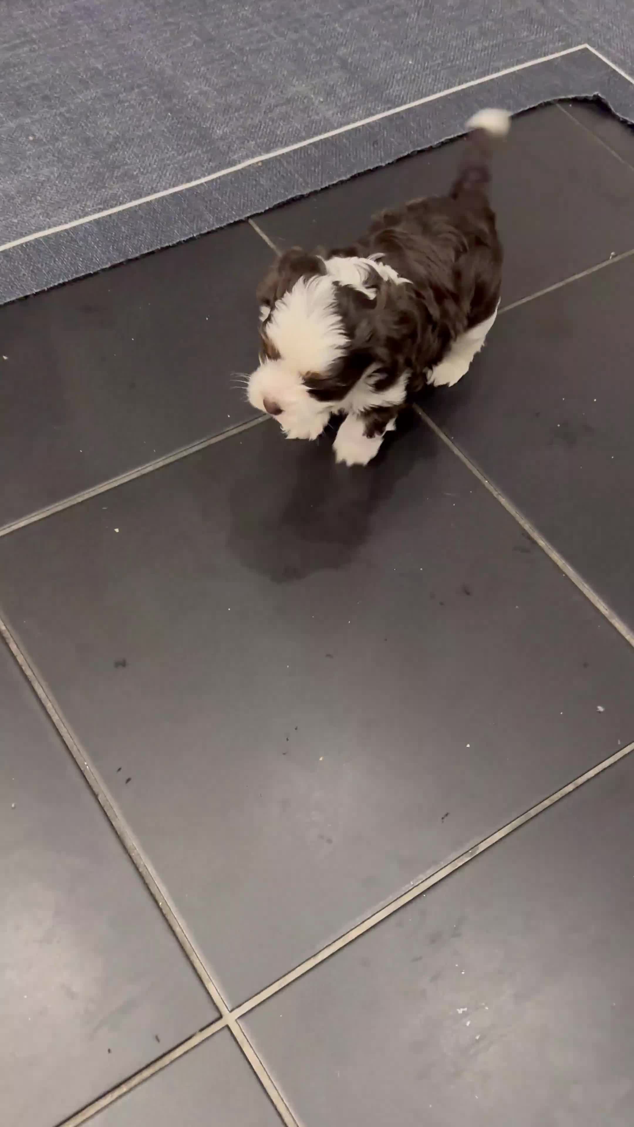 Yorkshire Terrier dogs for sale: Fluffy Little Princess Ready for HerForever Family - Video 2