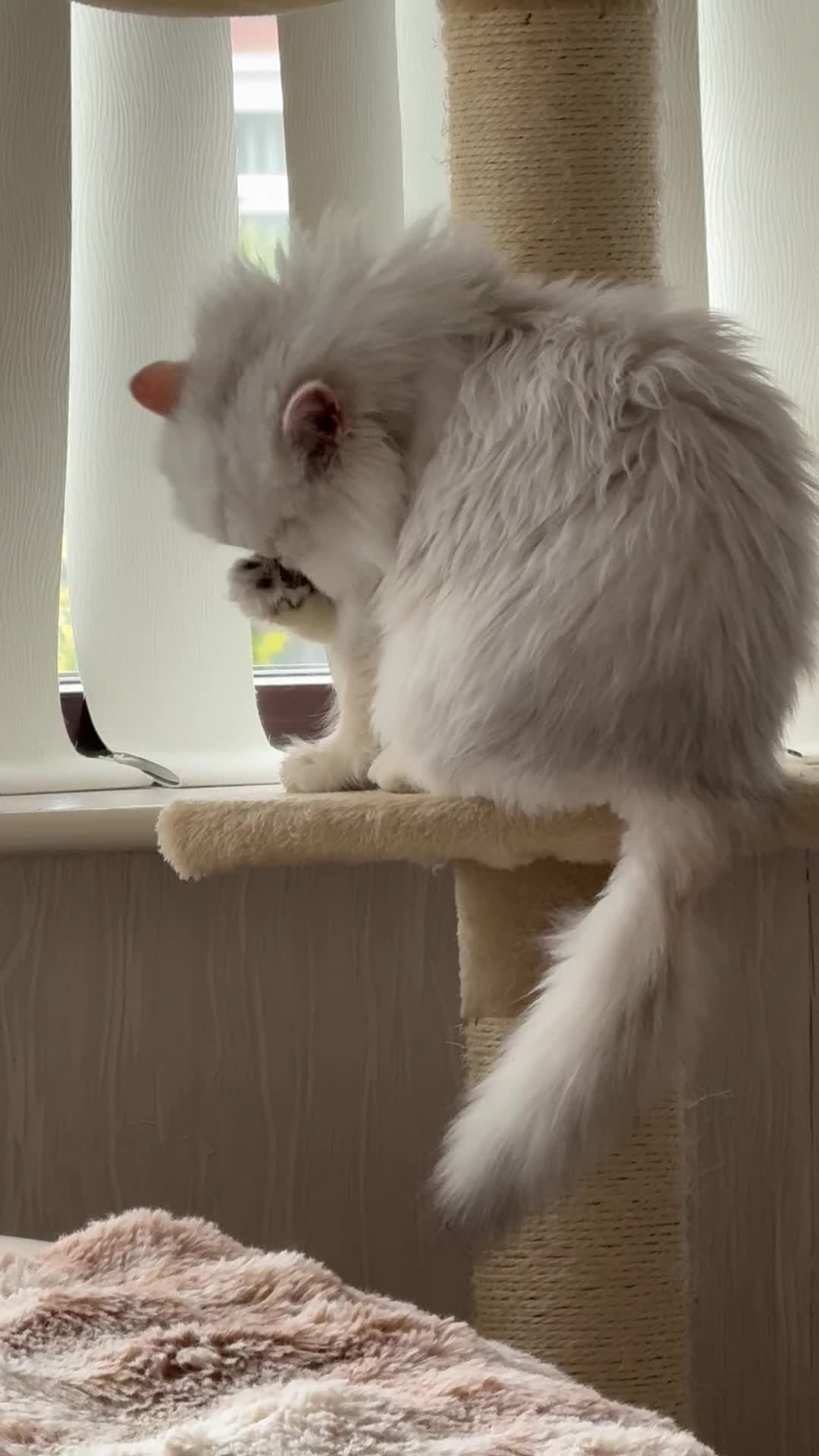 Persian cats for sale: Silver Persian in Warrington - Video 1