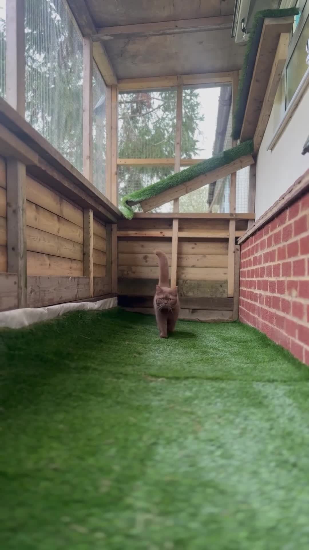 British Shorthair cats for sale: Beautiful Champion Bloodlined BSH kittens. - Video 3