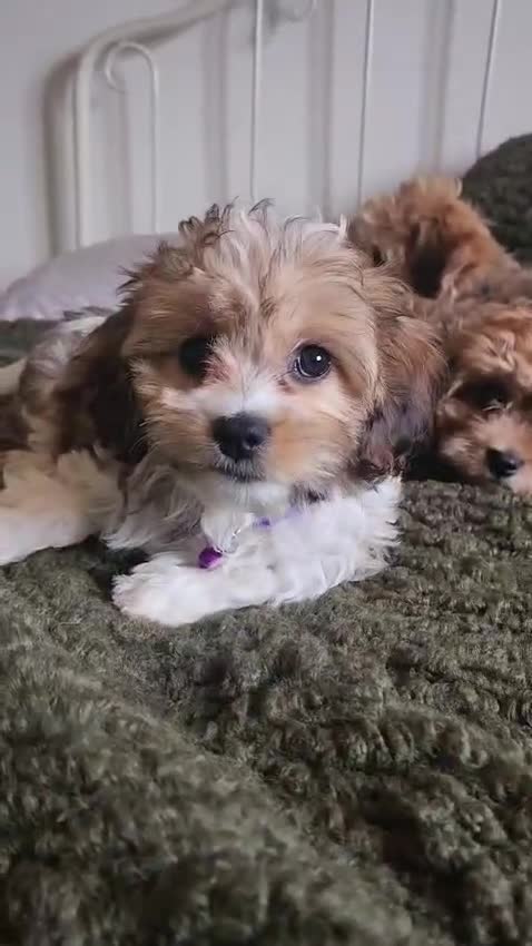 Cavachon dogs for sale: Four beautiful Cavachon Puppies  - Video 1