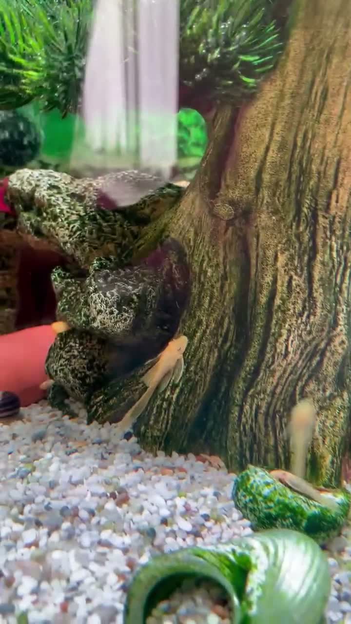 Plecos fish for sale: Lemon Bristlenose Plecos - Video 2