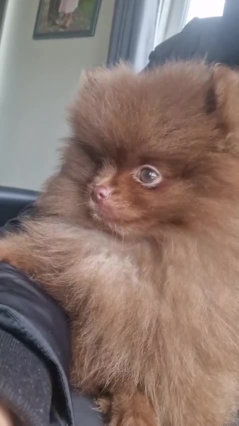 Pomeranian dogs for sale: pomeranian - Video 1