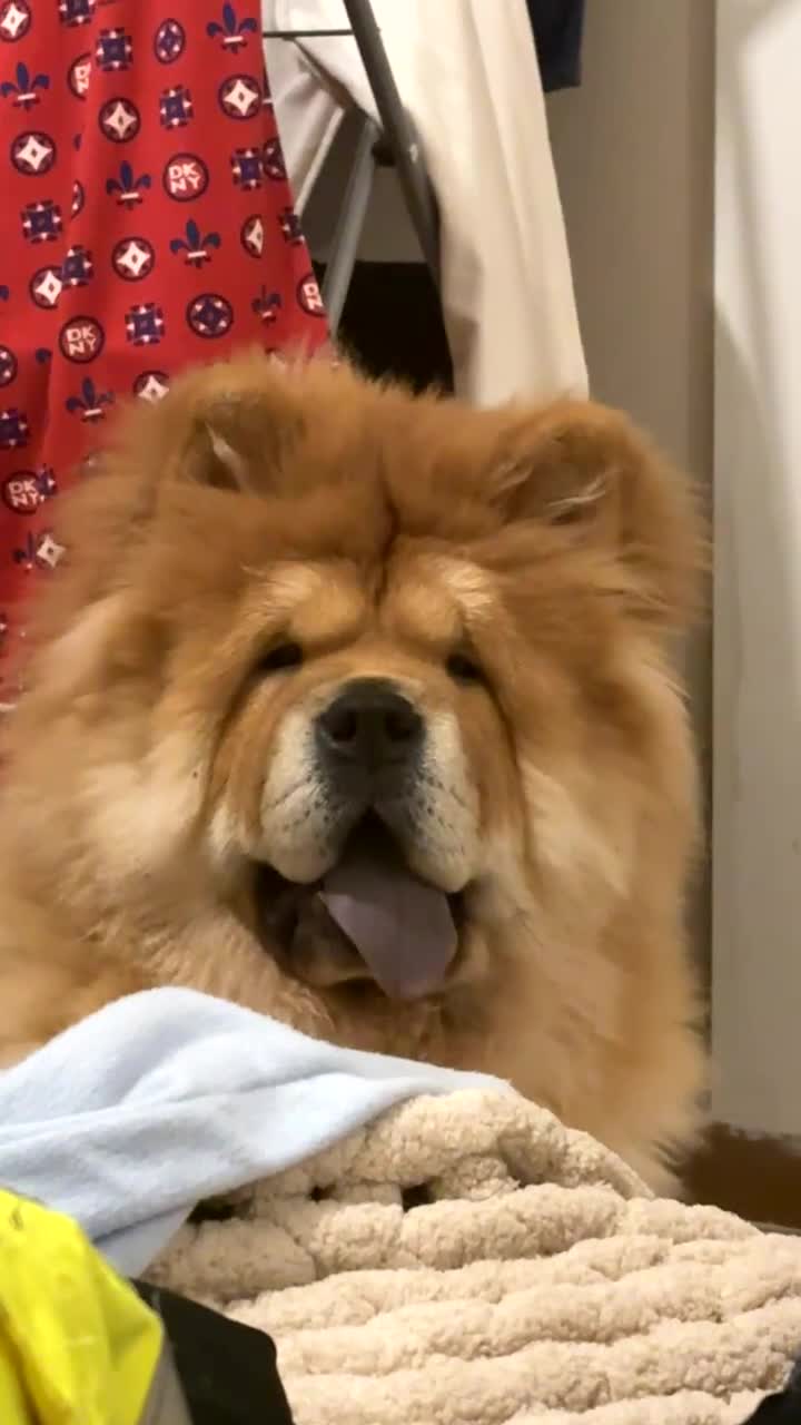 Chow Chow dogs for stud: 🐾 Simba – The Ultimate Cinnamon Teddy Bear! 🏆 - Video 4