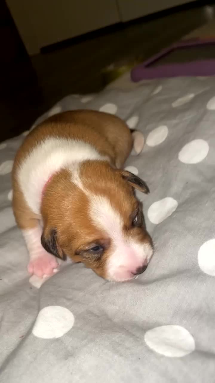 Jack Russell dogs for sale: Jack Russell Terriors  - Video 1