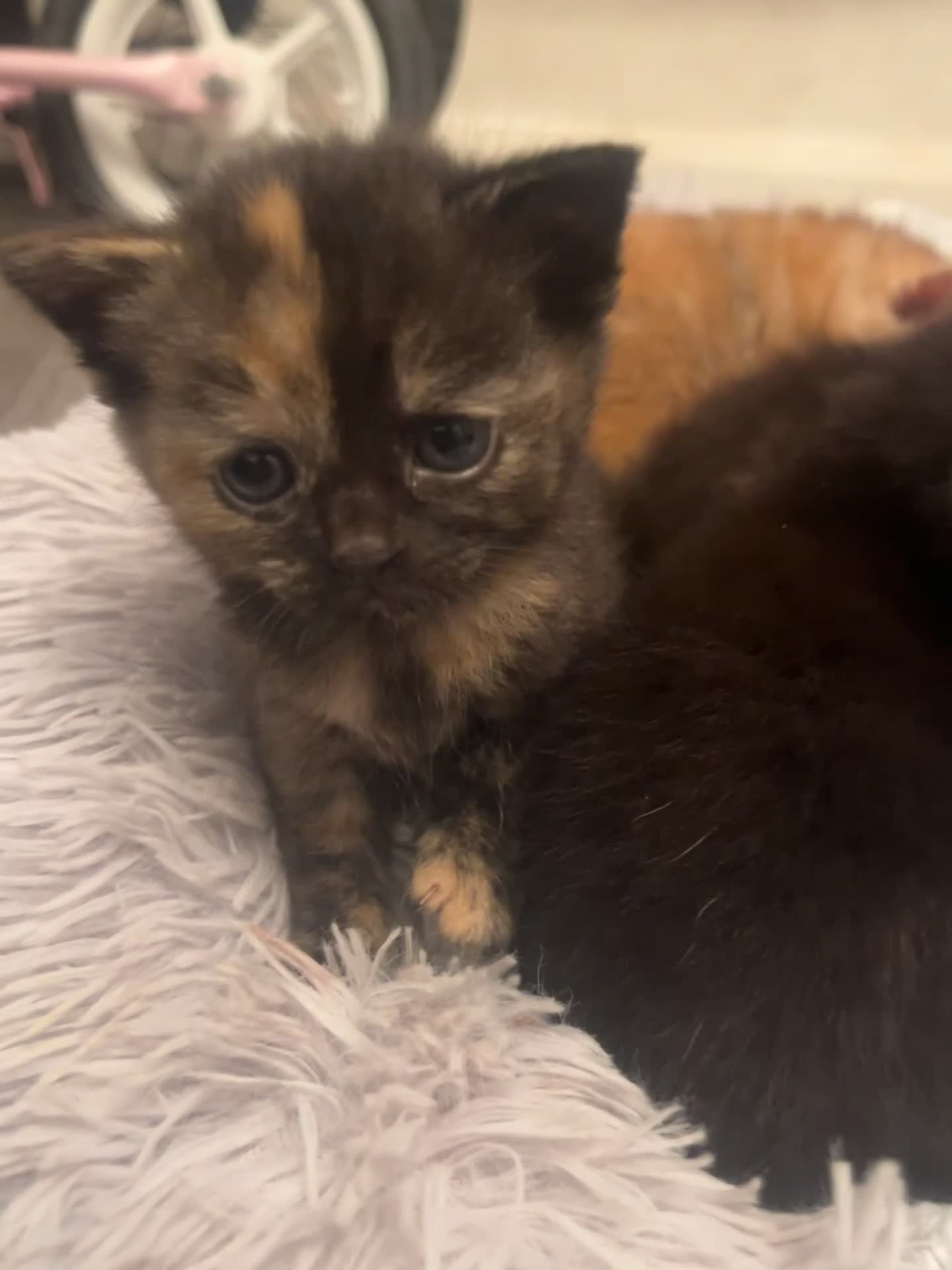 Domestic Shorthair cats for sale: 6 beautiful domestic shorthair kittens  - Video 1