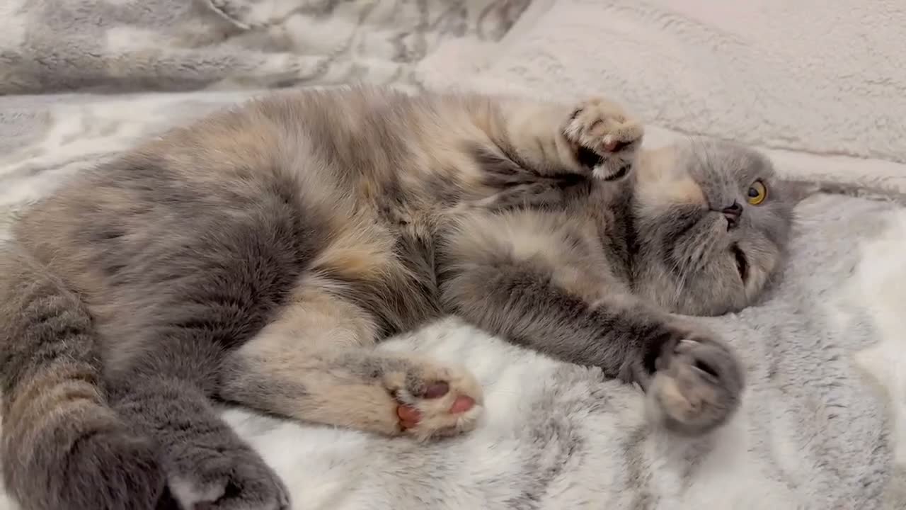 British Shorthair cats for sale: Sophie GCCF registered active BSH - Video 1
