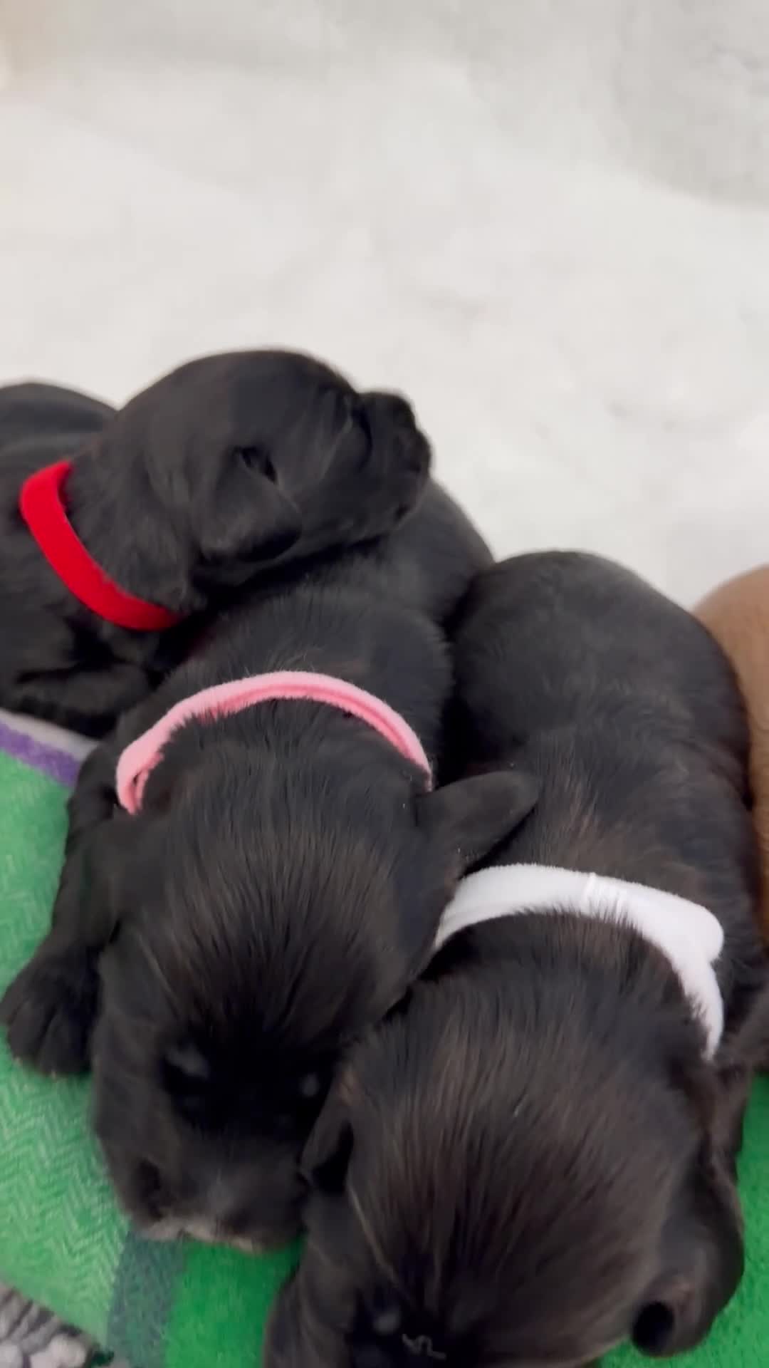 Australian Labradoodle dogs for sale: Multigenerational Australian Labradoodle puppies - Video 4