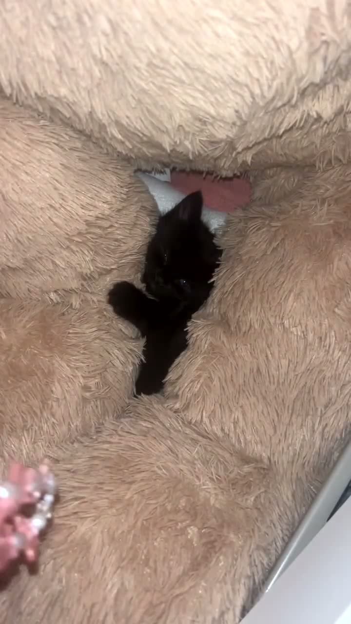 Mixed Breed cats for sale: Kitten for sale  - Video 1