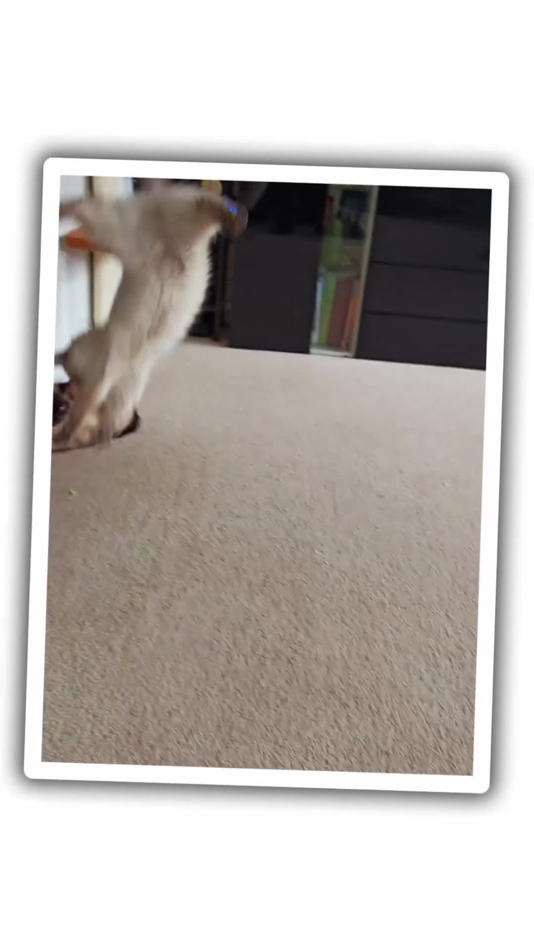 Mixed Breed cats for sale: RARE, Unique, Affectionate boys available!  - Video 1