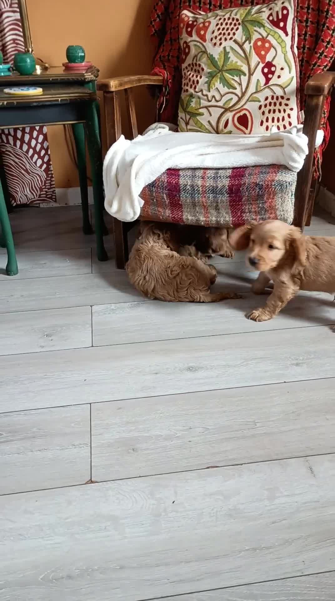 Cockapoo dogs for sale: Home reared, chunky F1B cockapoo pups 1st AUG - Video 1