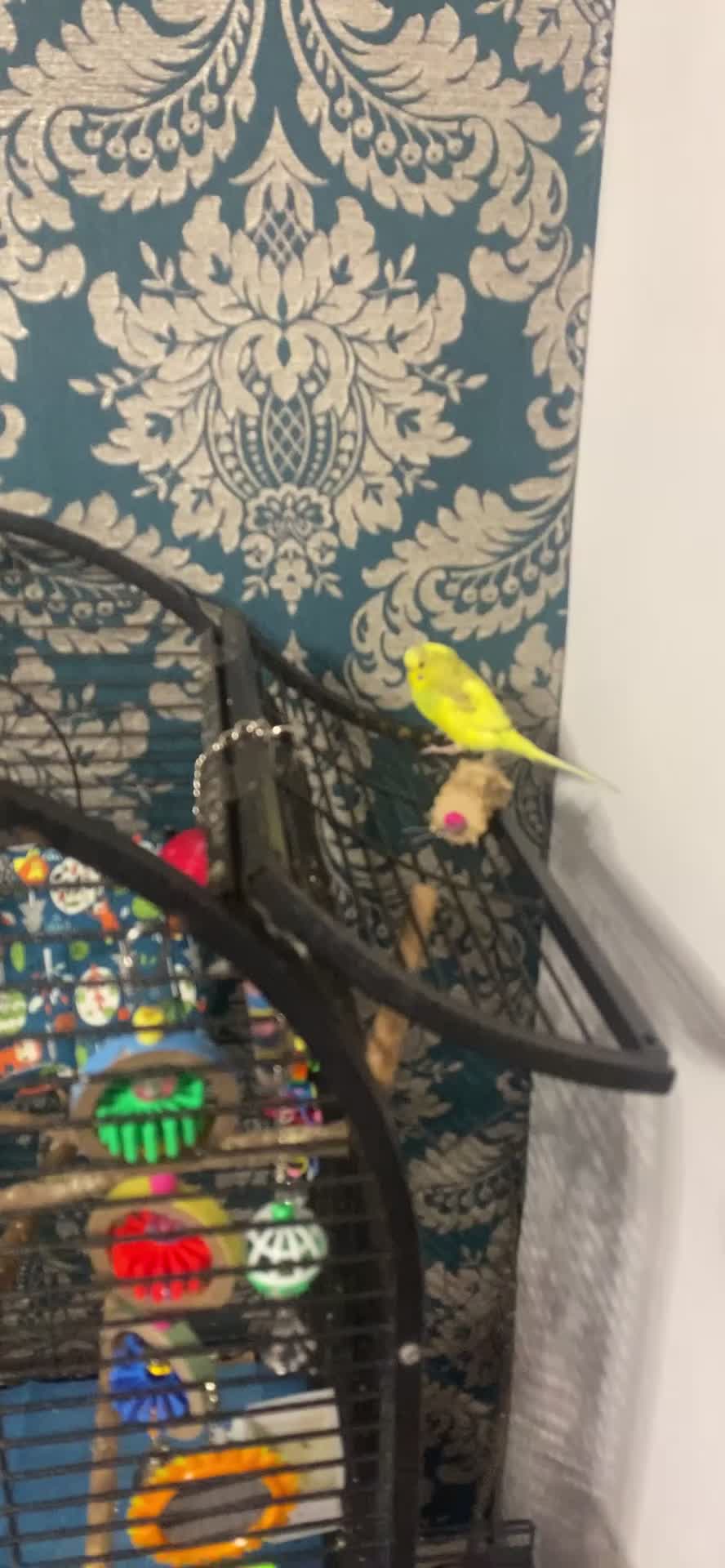 Budgerigars birds for sale: 4 budgies+ 1 canary  in Burnley - Video 2