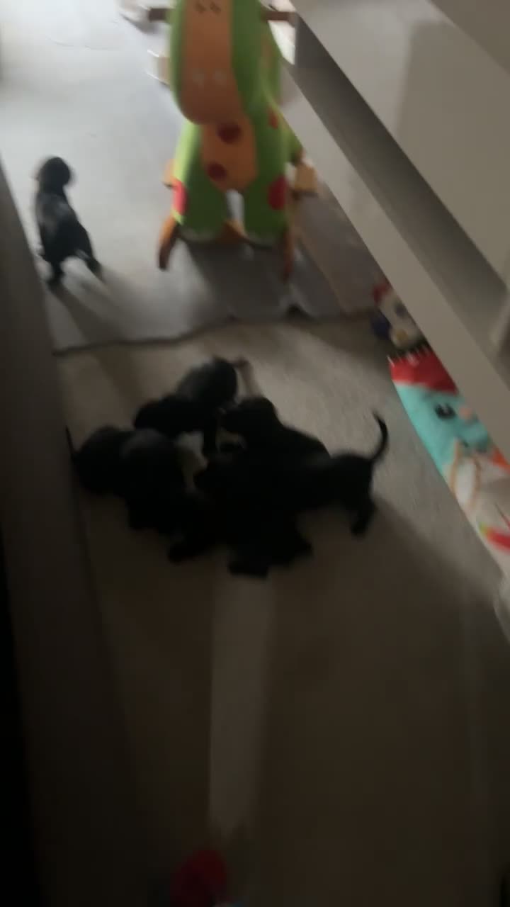 Labrador Retriever dogs for sale: Black Labrador puppies - Video 1
