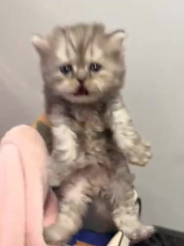 Persian cats for sale: Two boys Persian is available. - Video 1
