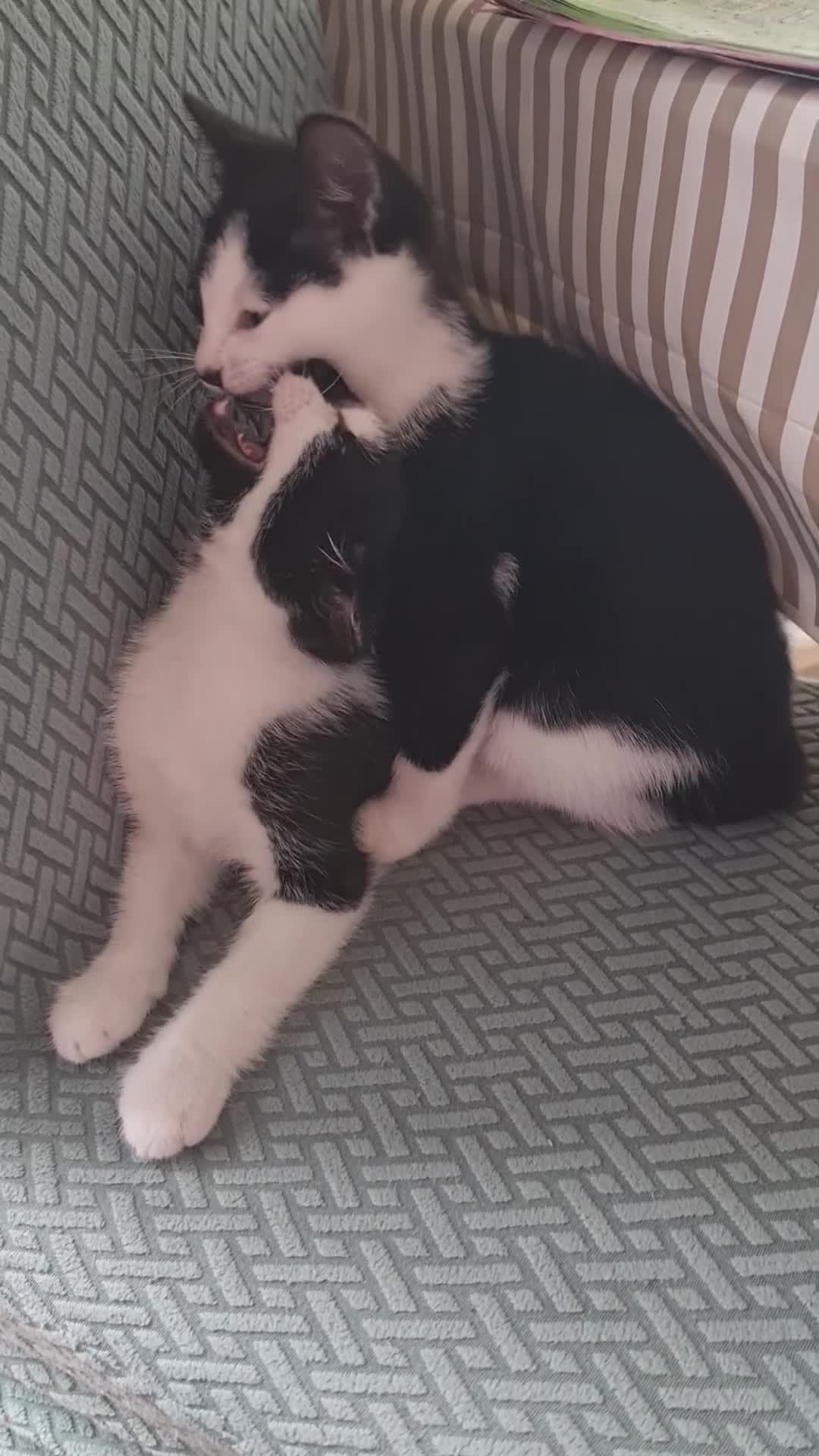 Mixed Breed cats for sale: Kittens Looking for Loving Homes - Video 1