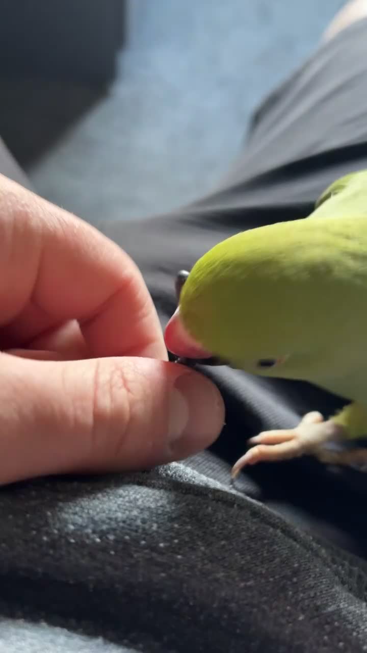 Ringnecks birds for sale: Ringneck parrot  - Video 1