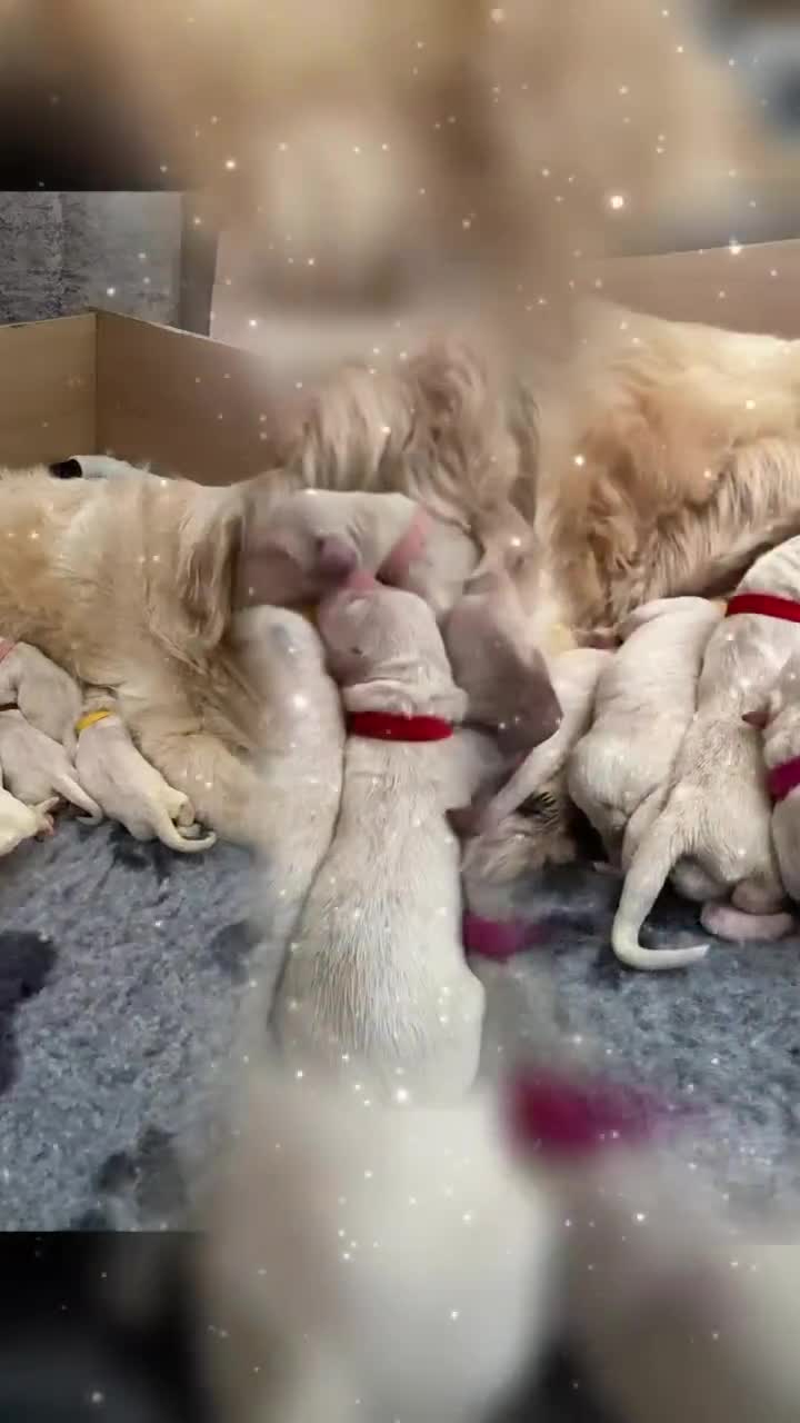 Golden Retriever dogs for sale: BEAUTIFUL KC REG SHOW GOLDEN RETRIEVER PUPPIES - Video 1