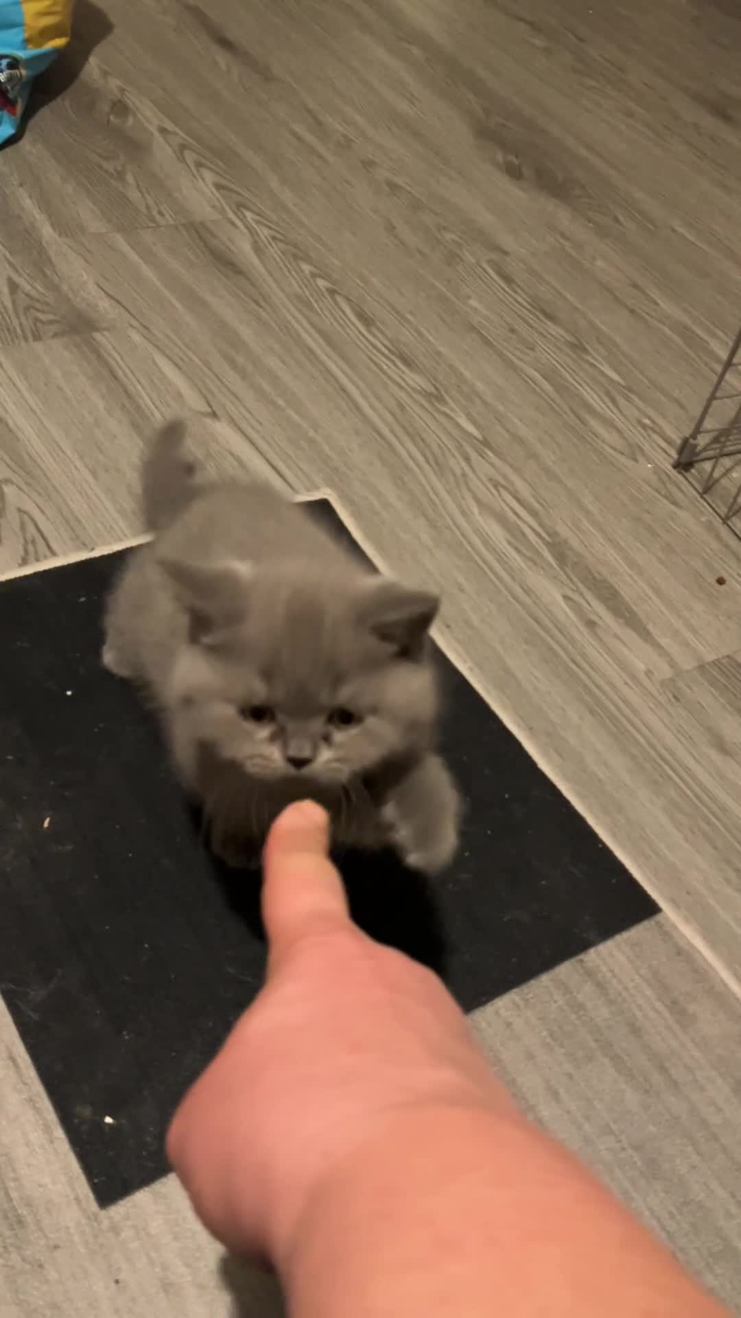 British Longhair cats for sale: Ready to go amazing kitties  - Video 1