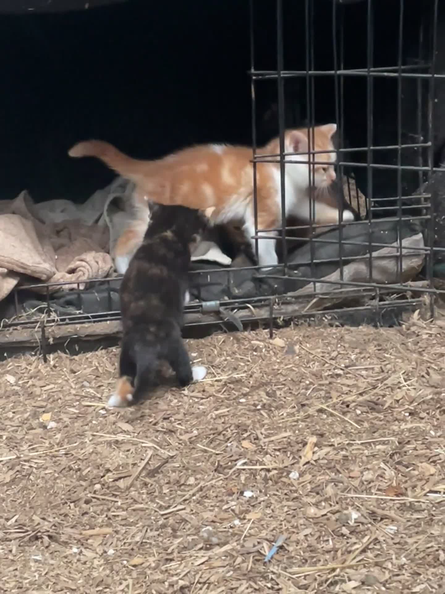 Mixed Breed cats for sale: Beautiful kittens, boys and girls  - Video 1