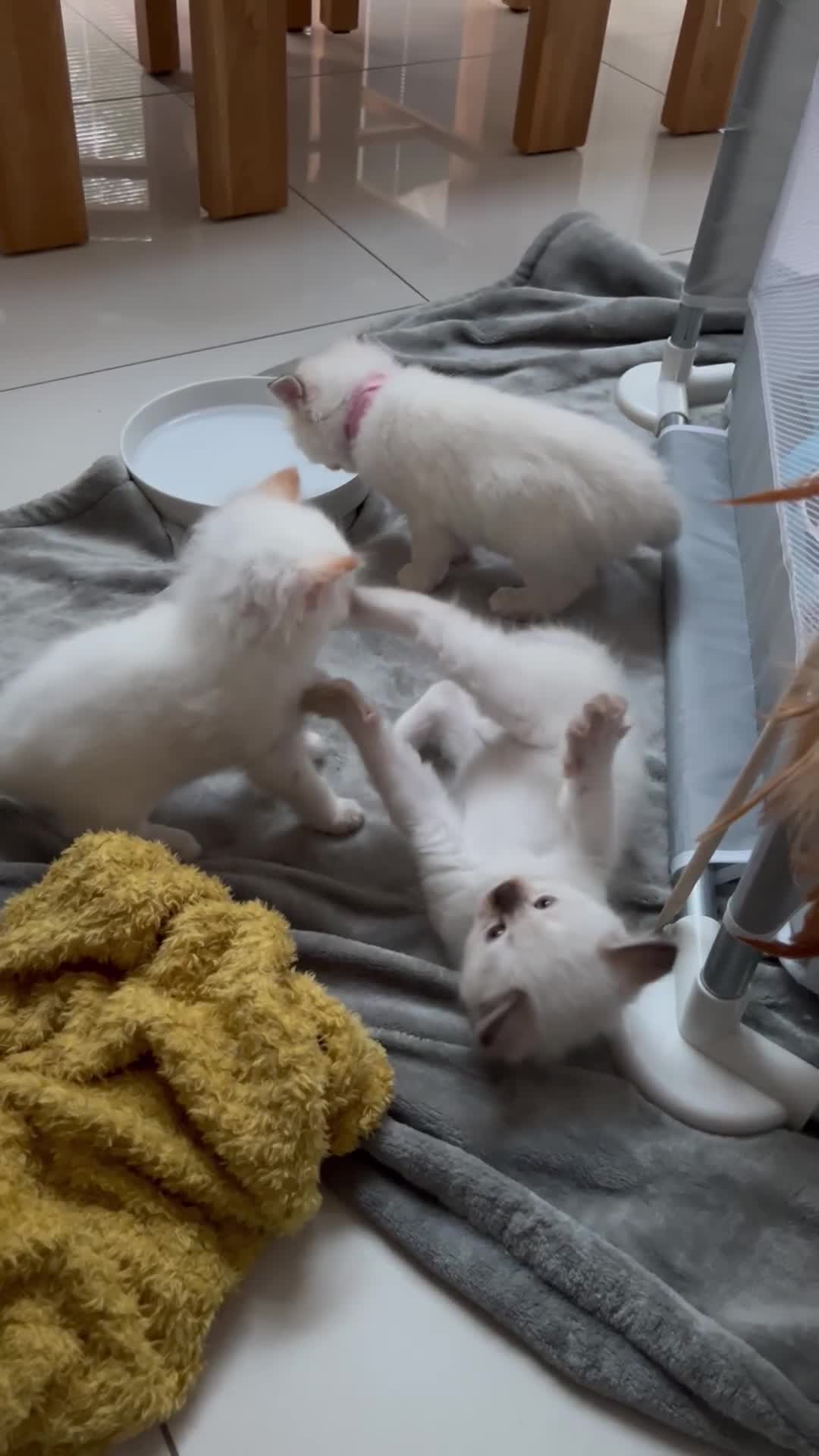 Ragdoll cats for sale:  Beautiful pedigree Ragdoll Kittens  2 boys left! - Video 2