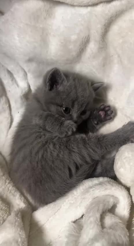 British Shorthair cats for sale: British Shorthair Kittens (Blue) - Video 1