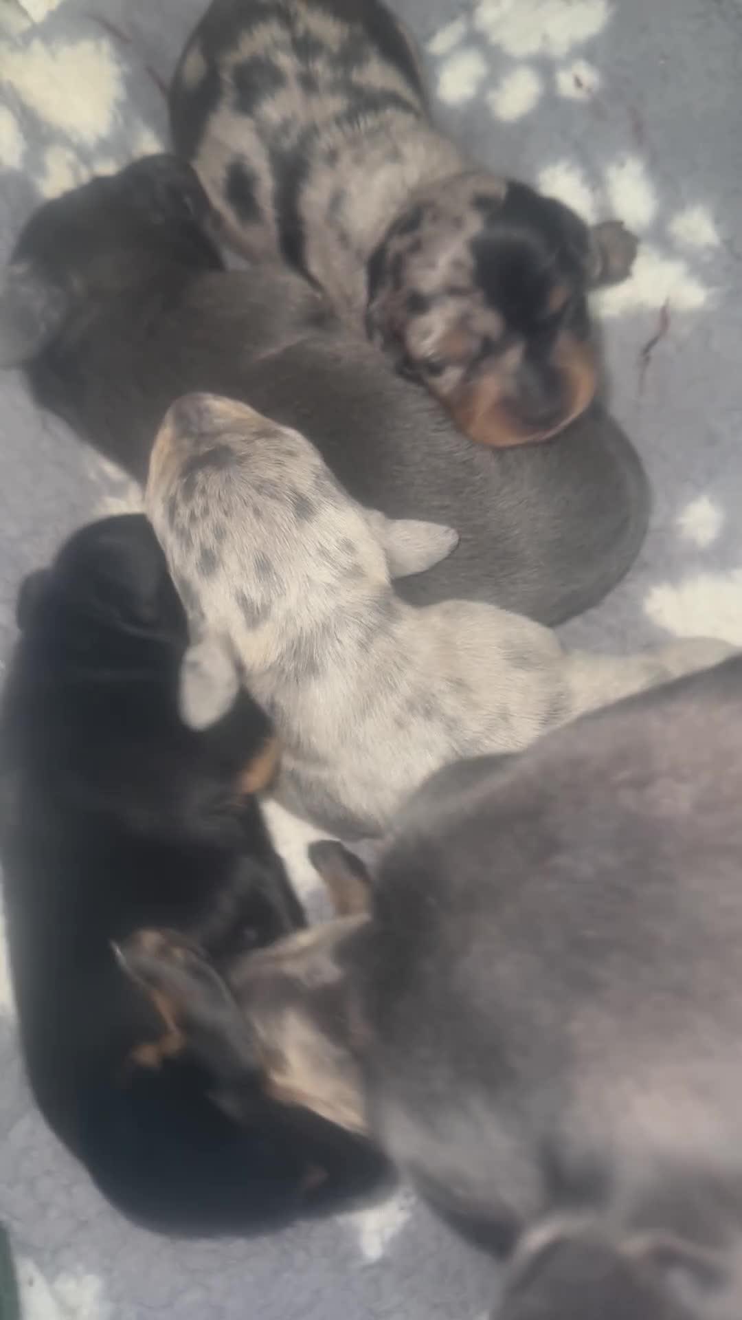 Miniature Dachshund dogs for sale: Gorgeous mini dachshund pups  - Video 3