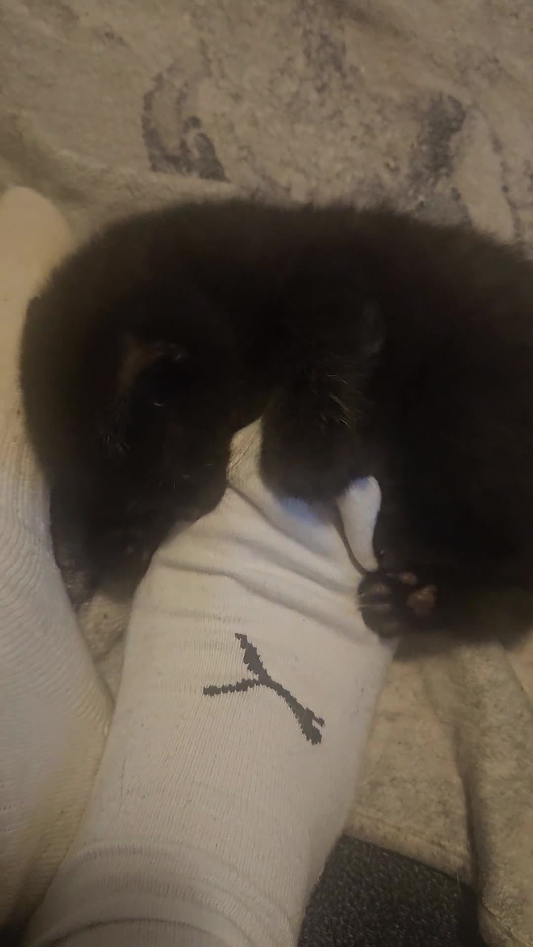 Mixed Breed cats for sale: Mixed breed kittens, mum half bengal - Video 1