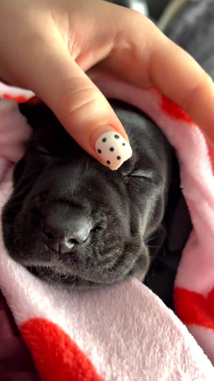 Mixed Breed dogs for sale: Beautiful Doxle puppies🩵💗🐾 - Video 4