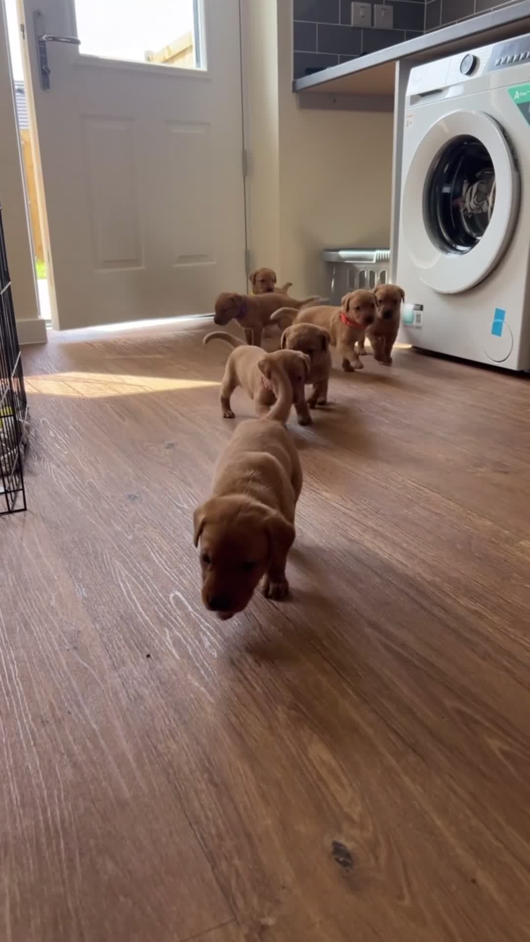 Labrador Retriever dogs for sale: *Videos* 7 KC-Registered Fox Red Labrador Pups🐶 - Video 4