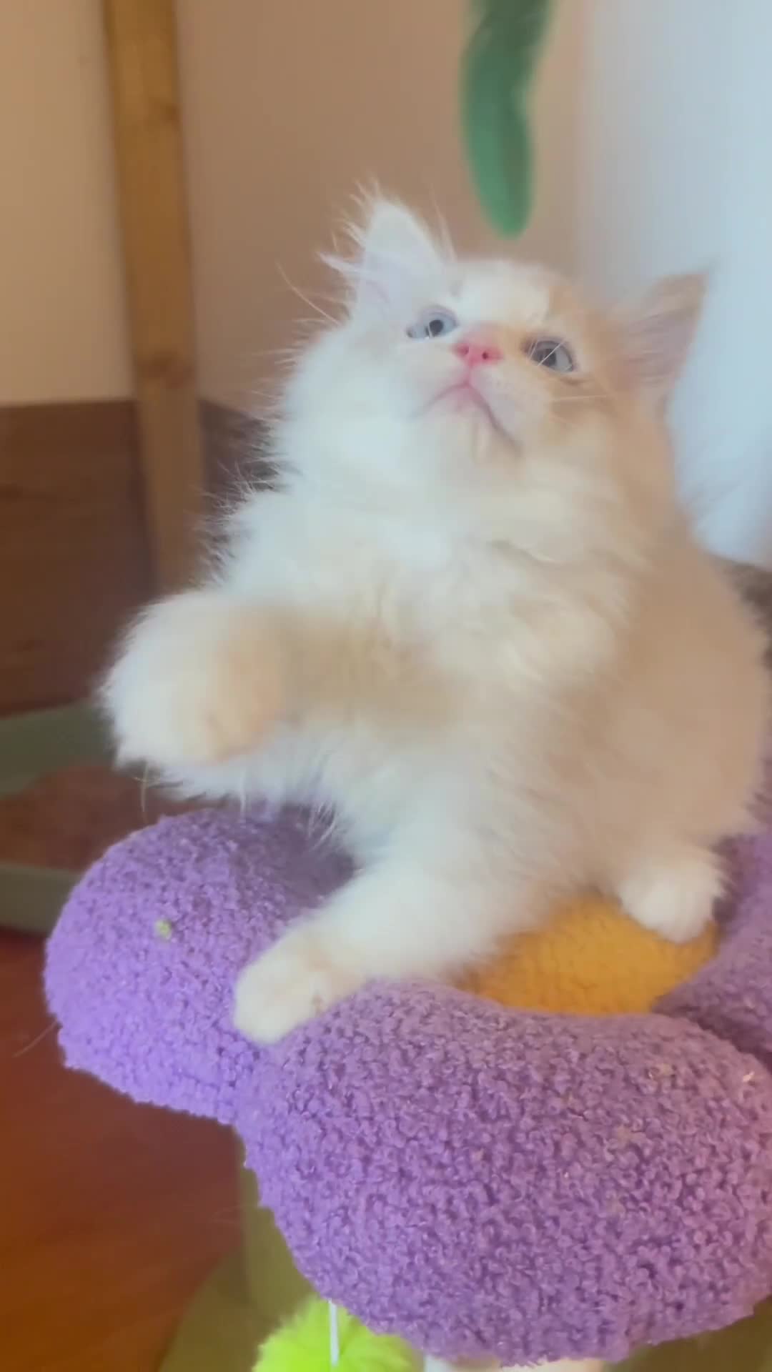 Ragdoll cats for sale: EU Sweet face Ragdoll TICA  - Video 1