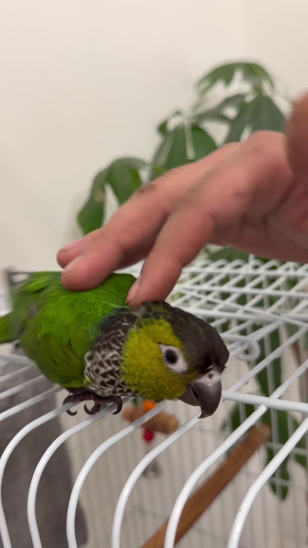 Conures birds for sale: Black capped conure -tamed  - Video 2