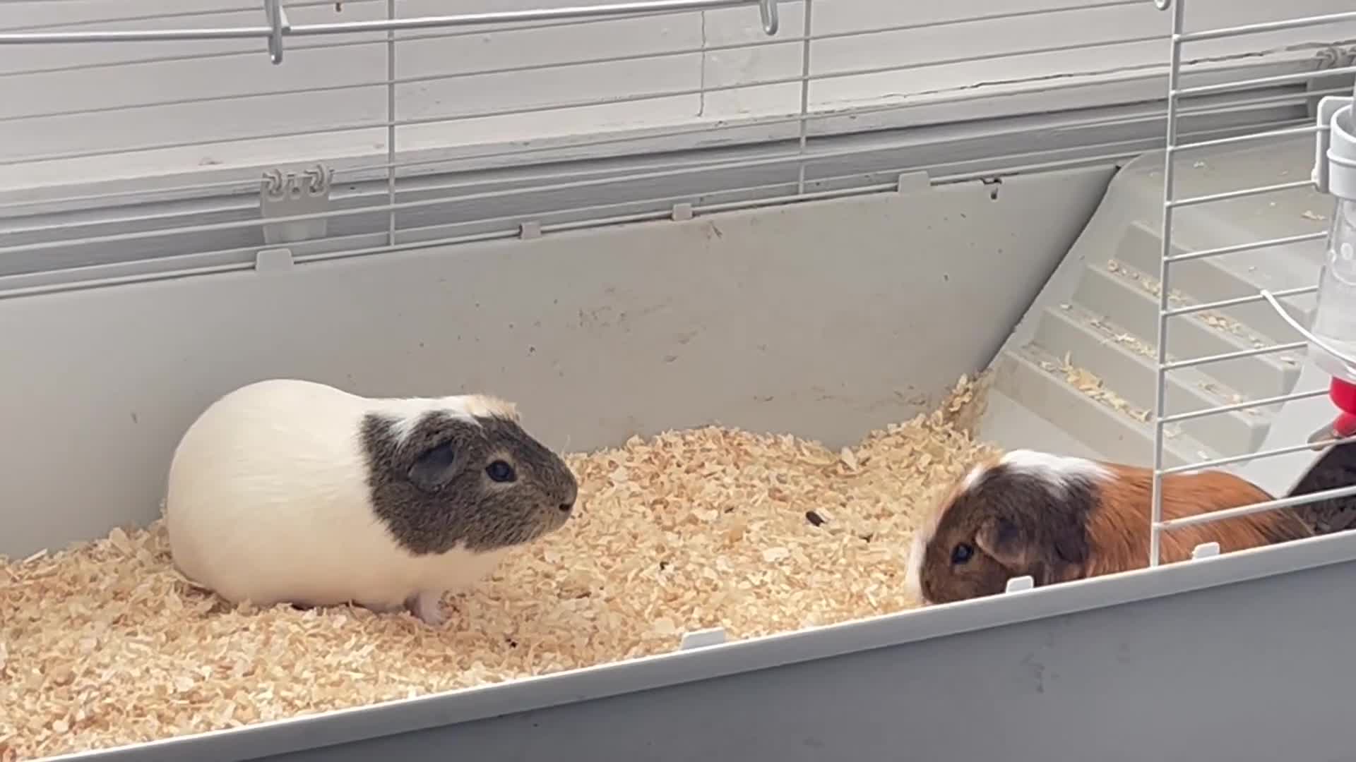 Guinea Pig rodents for sale: Cloud and Clay  in Glasgow - Video 2