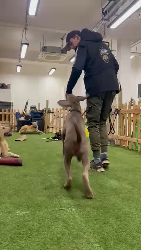 Dobermann dogs for sale: Playful and loving Doberman Ready for Adoption - Video 1