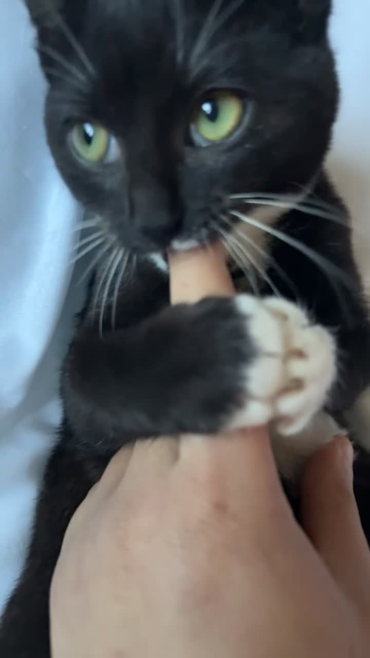 Mixed Breed cats for sale: Arlo and polo - Video 1