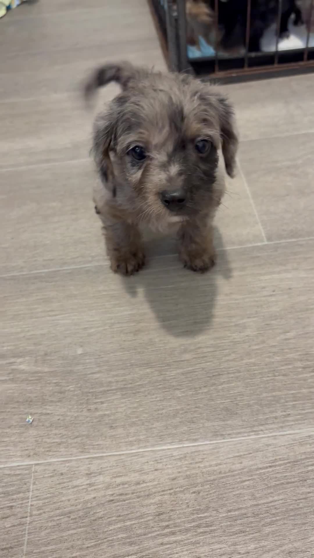 Jackapoo dogs for sale: Beautiful jackapoo’s  - Video 4
