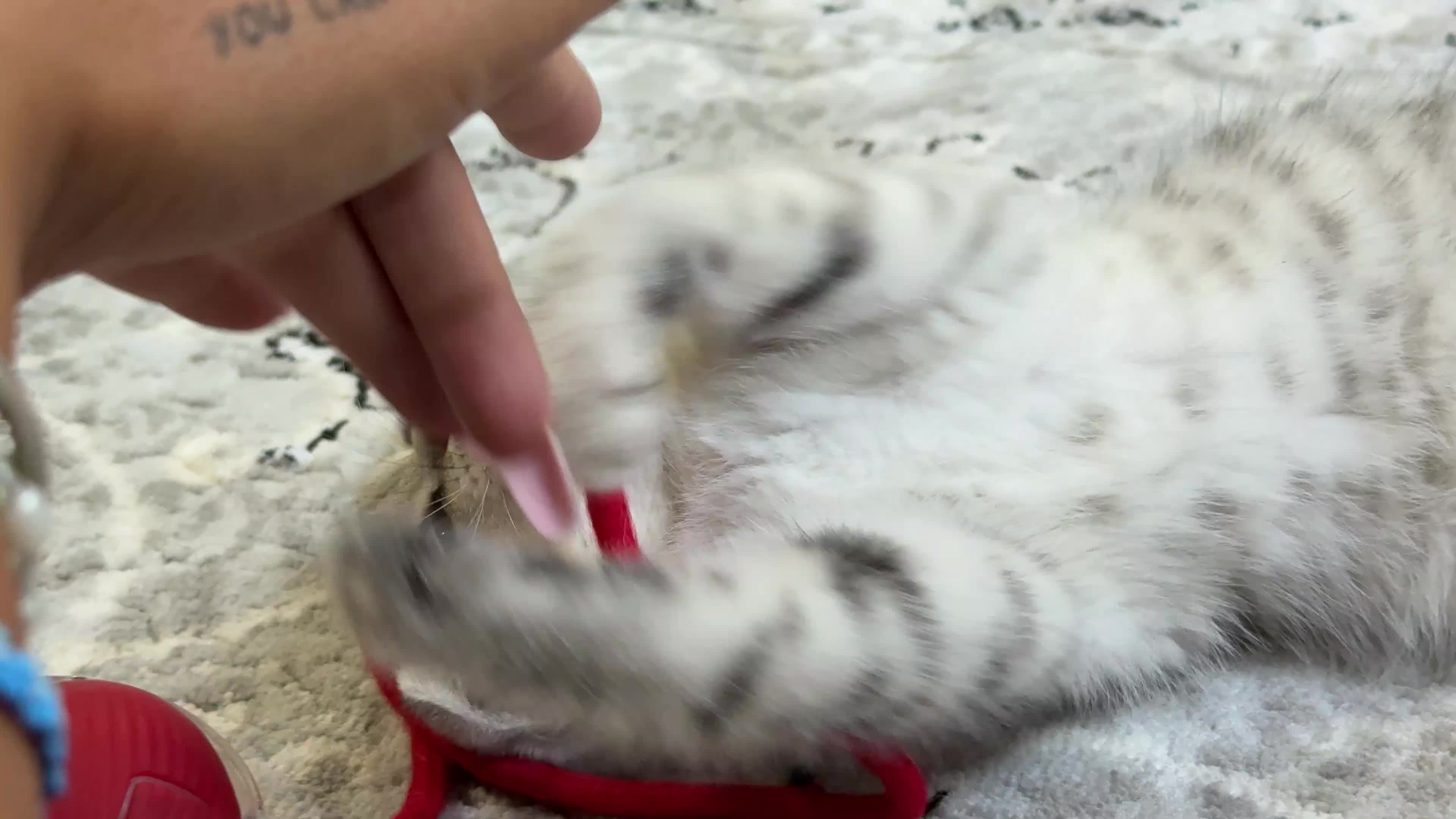 Scottish Fold cats for sale: Adorable Scottish Fold Girl Kitten 8 weeks old E18 - Video 1