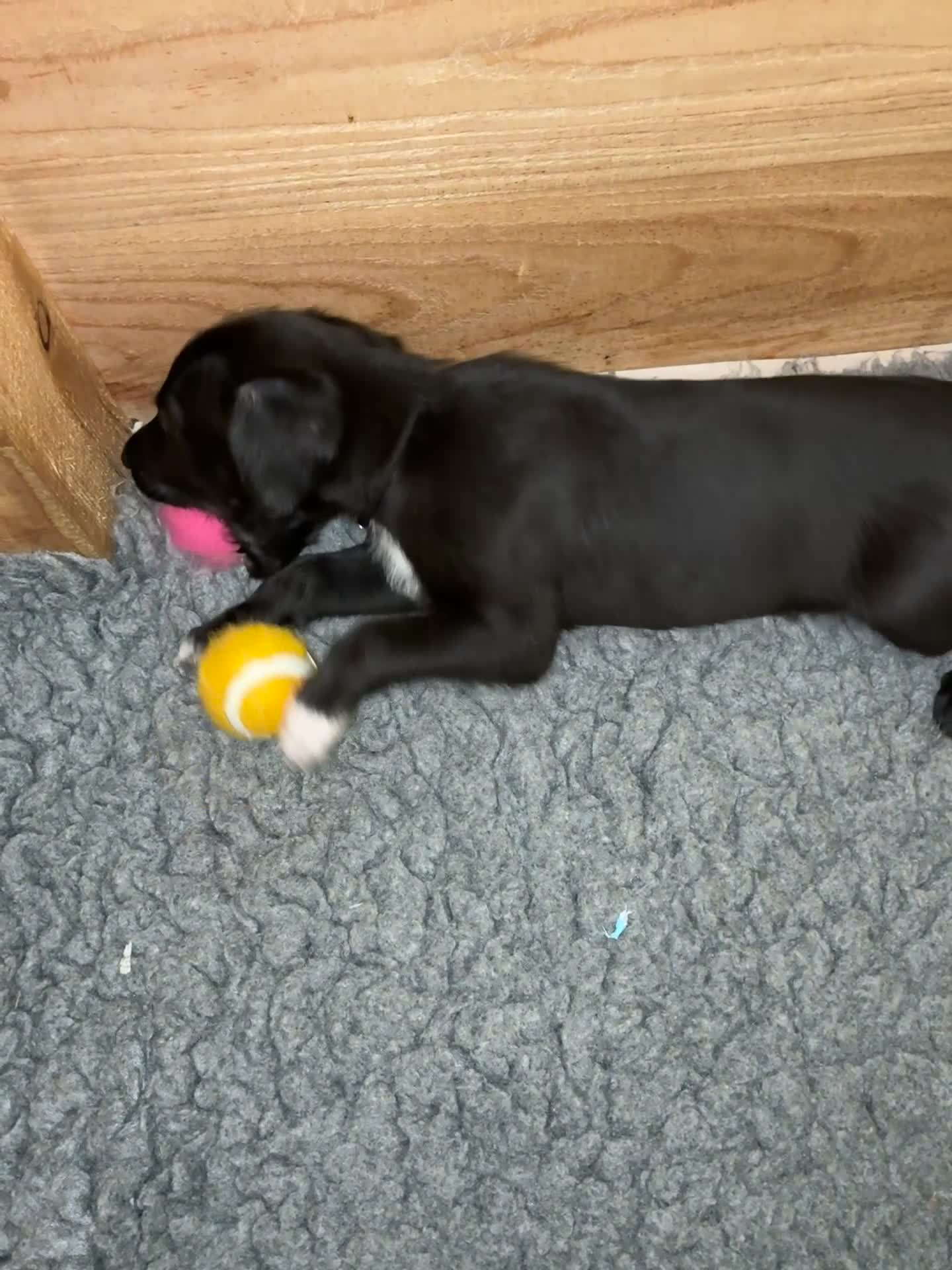 Mixed Breed dogs for sale: Bedlington Whippet Puppy - Video 2