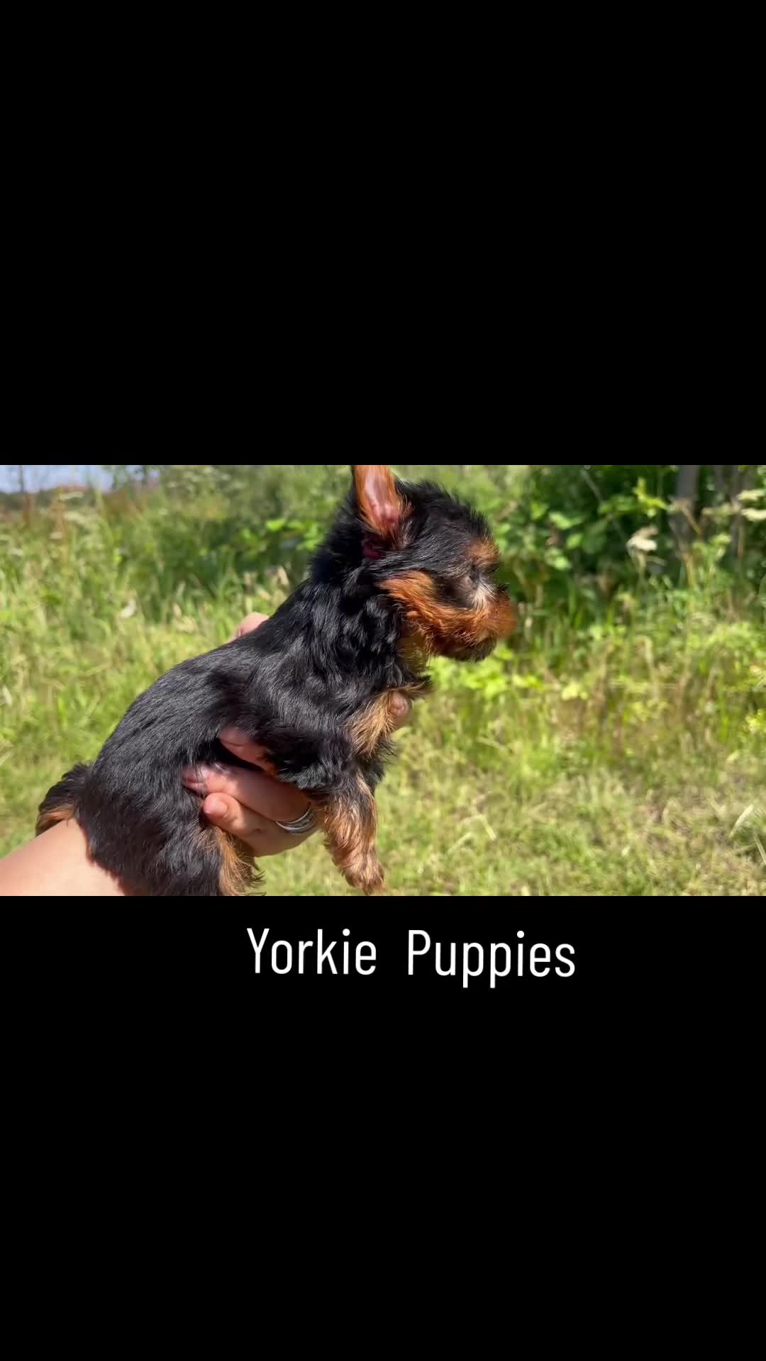 Yorkshire Terrier dogs for sale: 1 SUPER MINI BOY - Video 1