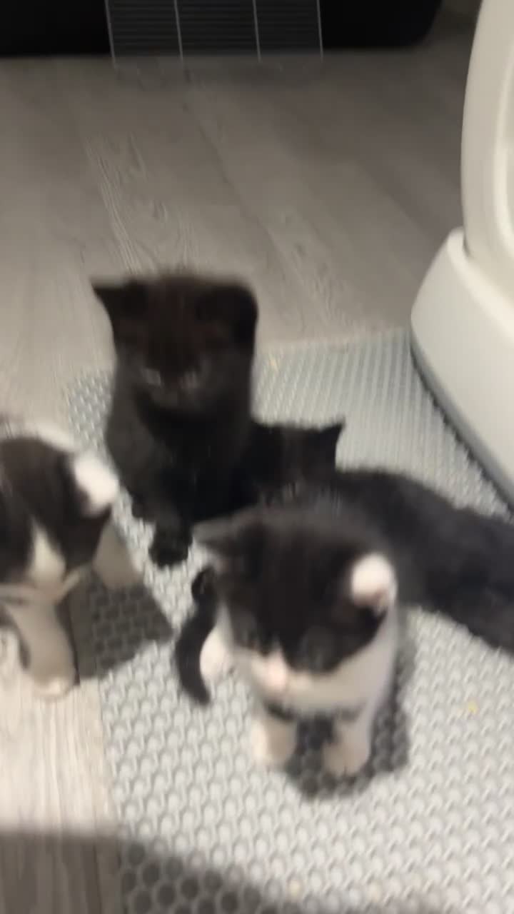 British Shorthair cats for sale: Black and white kitten  - Video 1