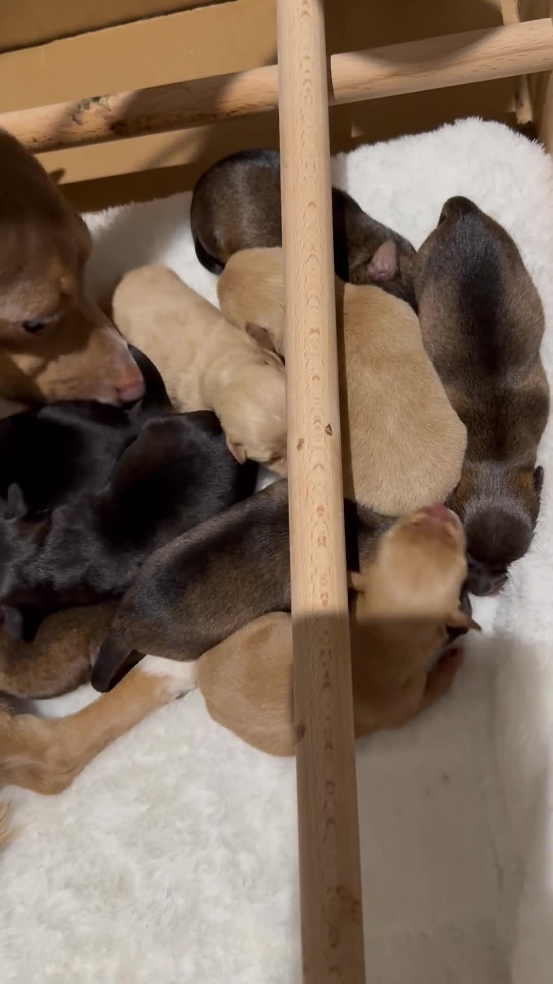 Jackapoo dogs for sale: Much Wenlock Jackapoo puppies - Rare & Special - Video 4