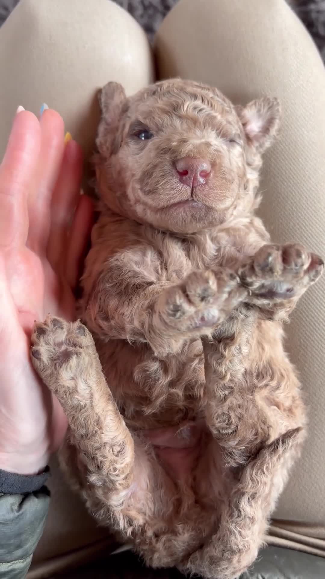 Bernedoodle dogs for sale: Merle Bernedoodle Available  - Video 2