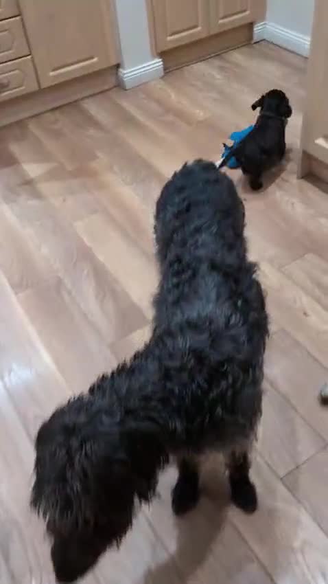Double Doodle dogs for sale: Double doodle puppies (labradoodle/goldendoodle)🐶 - Video 4