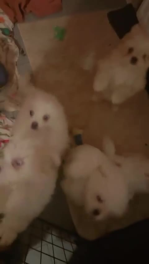 Mixed Breed dogs for sale: Cute Pomeranian–Shih Tzu Puppies Looking for Homes - Video 2