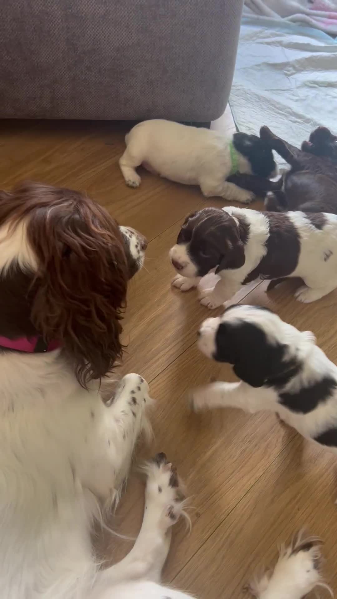 Sprocker dogs for sale: Sprocker puppies  - Video 1