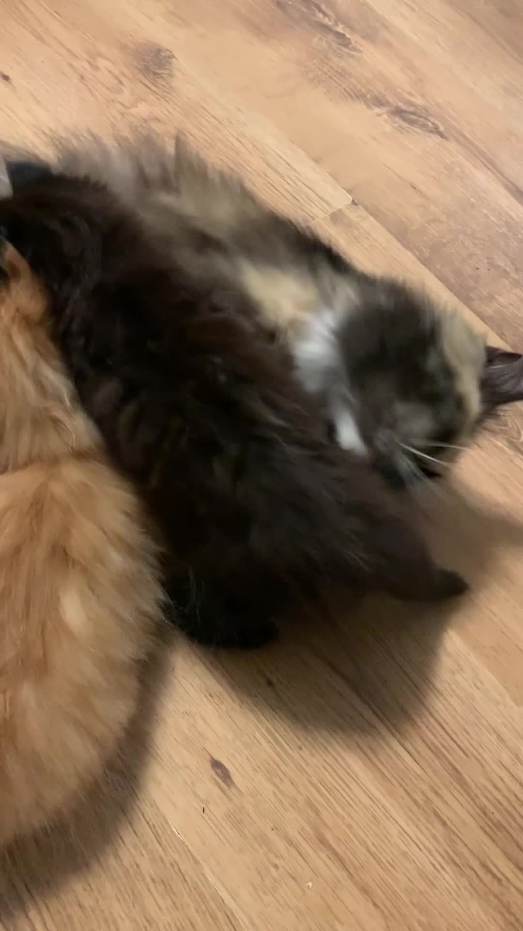Persian cats for sale: Female Persian Kitten - Video 1