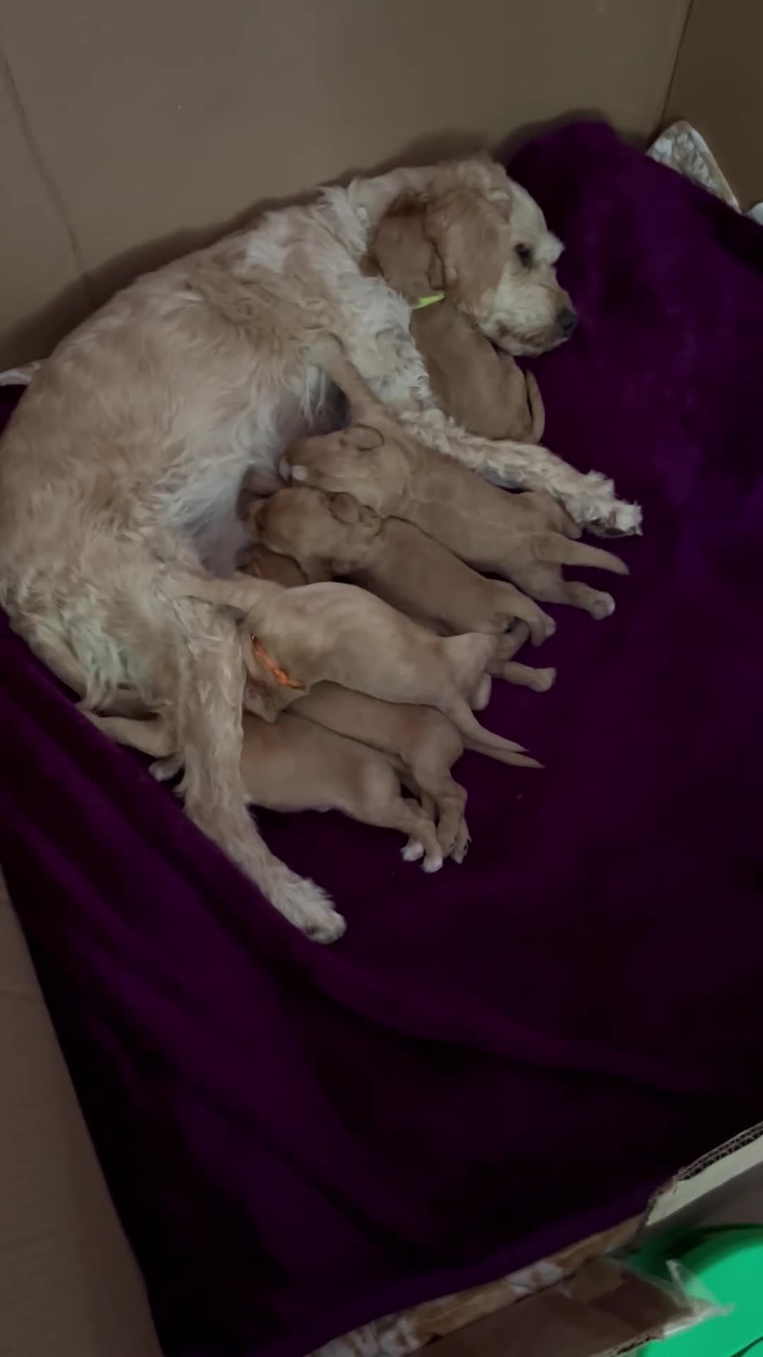 Cockapoo dogs for sale: Cockapoos  - Video 1