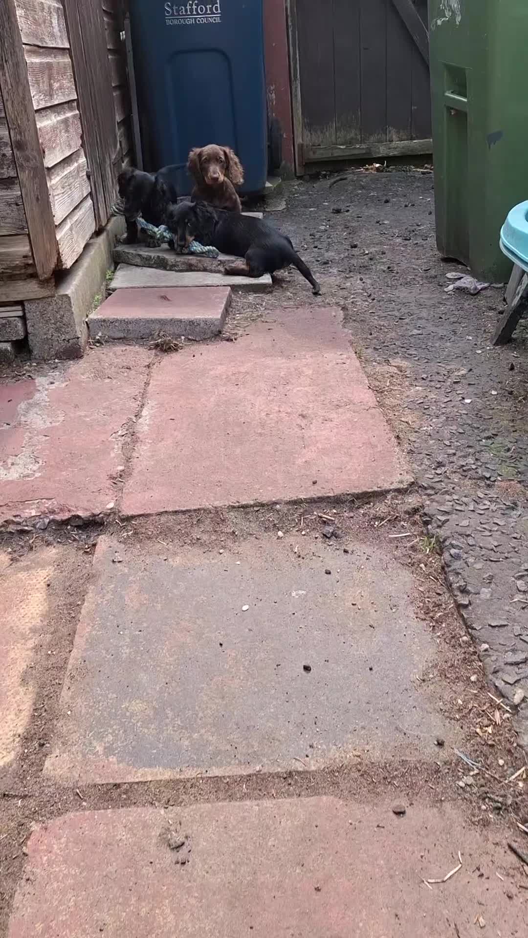 Miniature Dachshund dogs for sale:  KC Line Mini long hair girl – Adorable £1400 in Stafford - Video 2